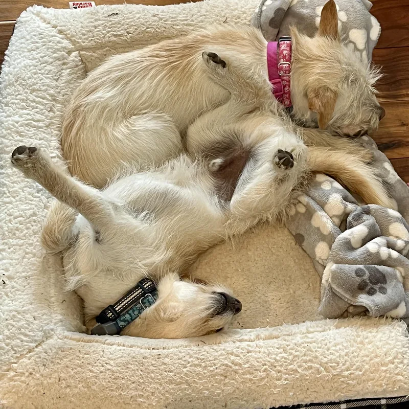 Ollie And Abby thumbnail 5