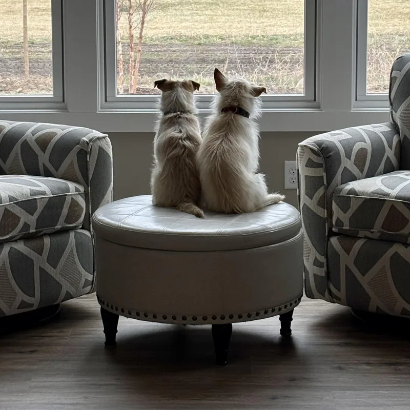 Ollie And Abby thumbnail 6