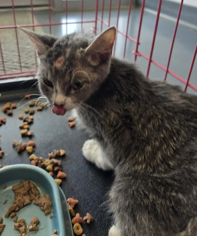 An adult small-sized female Gray / Blue / Silver Domestic Short Hair cat named Helium for adoption in Evansville, IN
