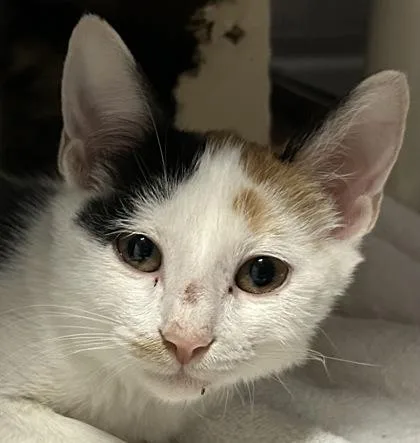 Tofu