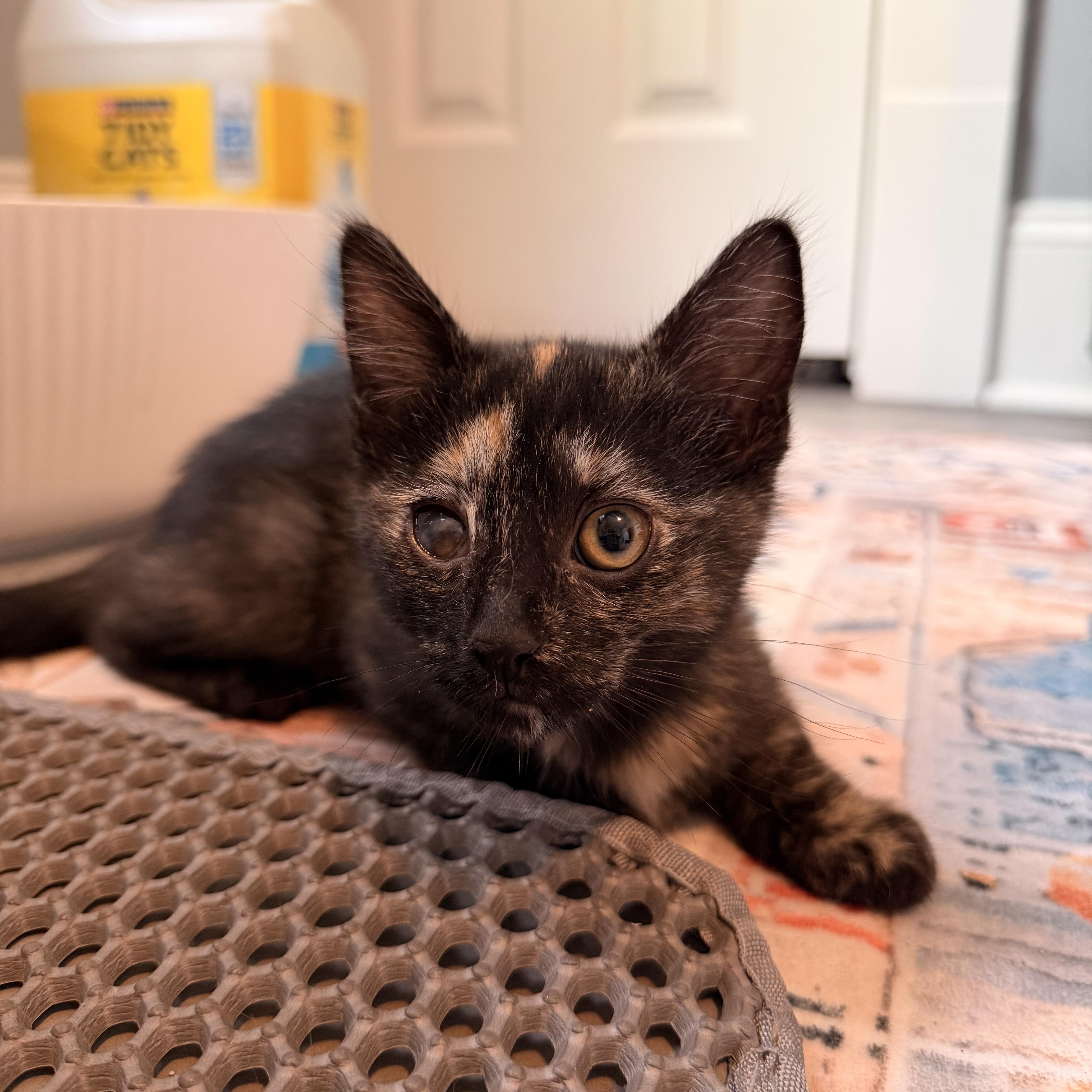 A baby medium-sized female Domestic Short Hair cat named Wazy for adoption in Buffalo, NY