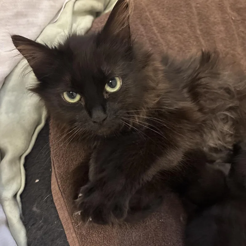 A young medium-sized female Brown / Chocolate Domestic Long Hair cat named Ferrero Rocher for adoption in Spokane, WA
