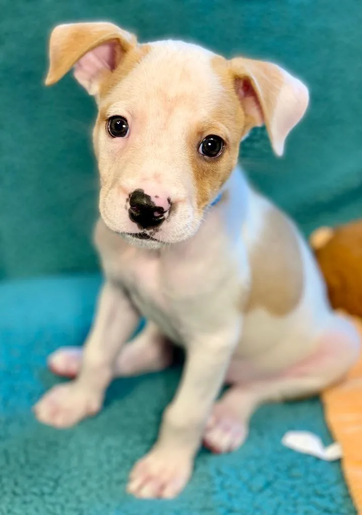 A baby medium-sized male Terrier dog named Ruple for adoption in Urbandale, IA