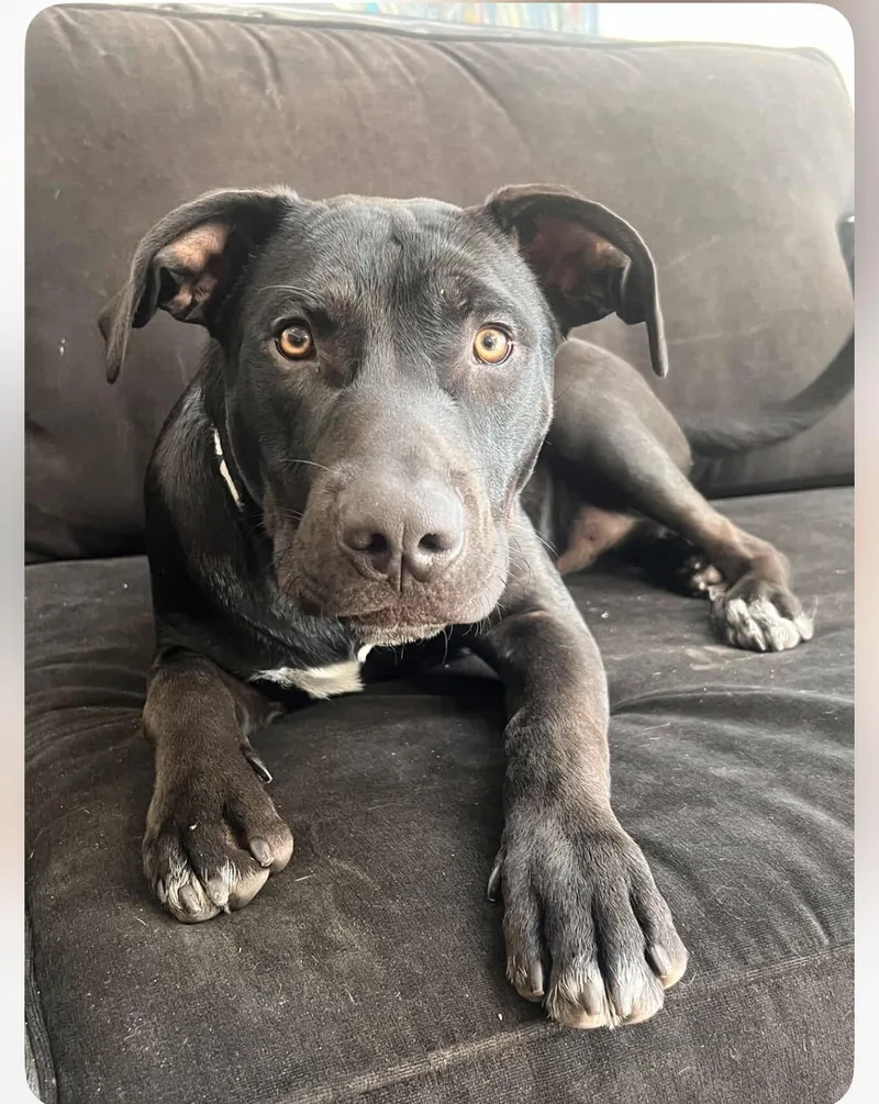 Maximo Max thumbnail 2