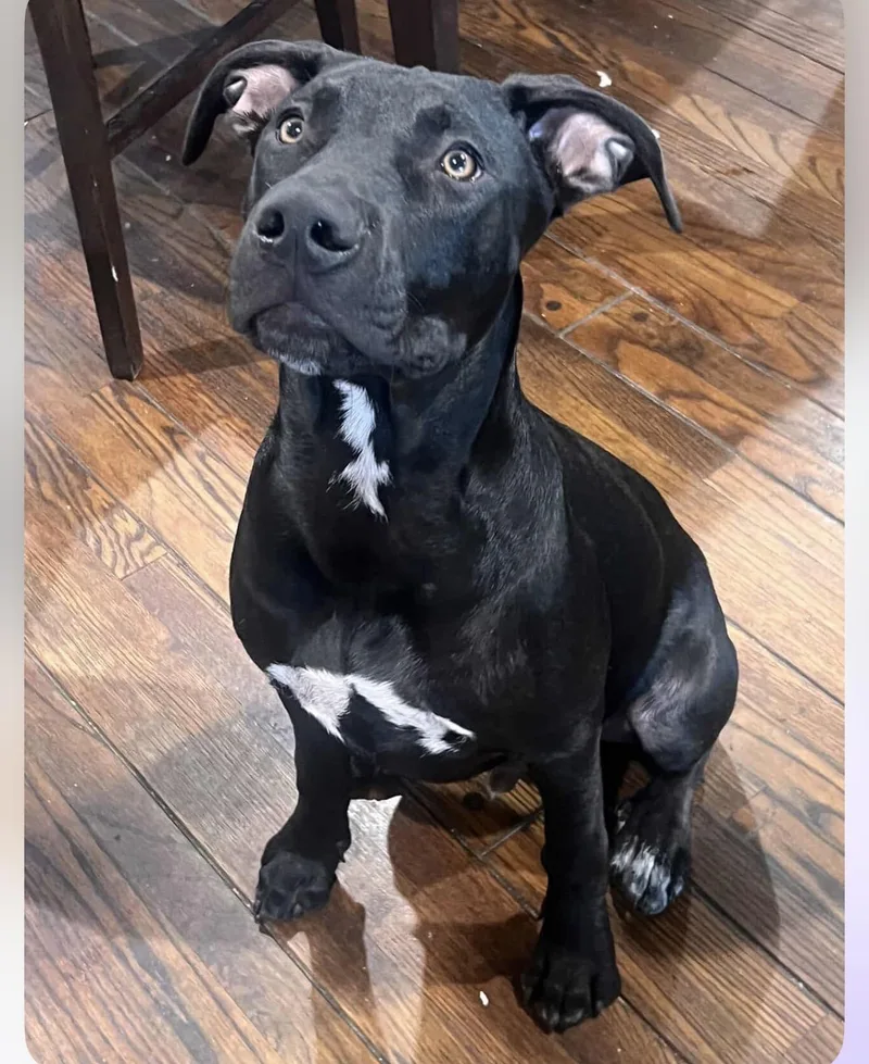 Maximo Max thumbnail 3