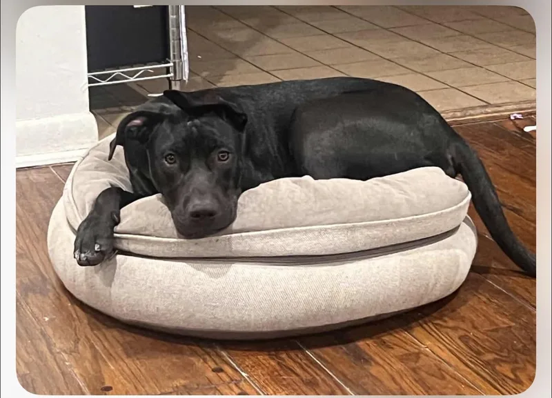 Maximo Max thumbnail 4