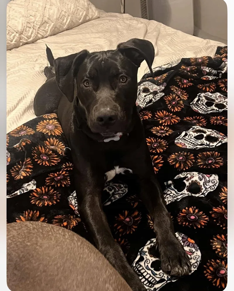 Maximo Max thumbnail 5