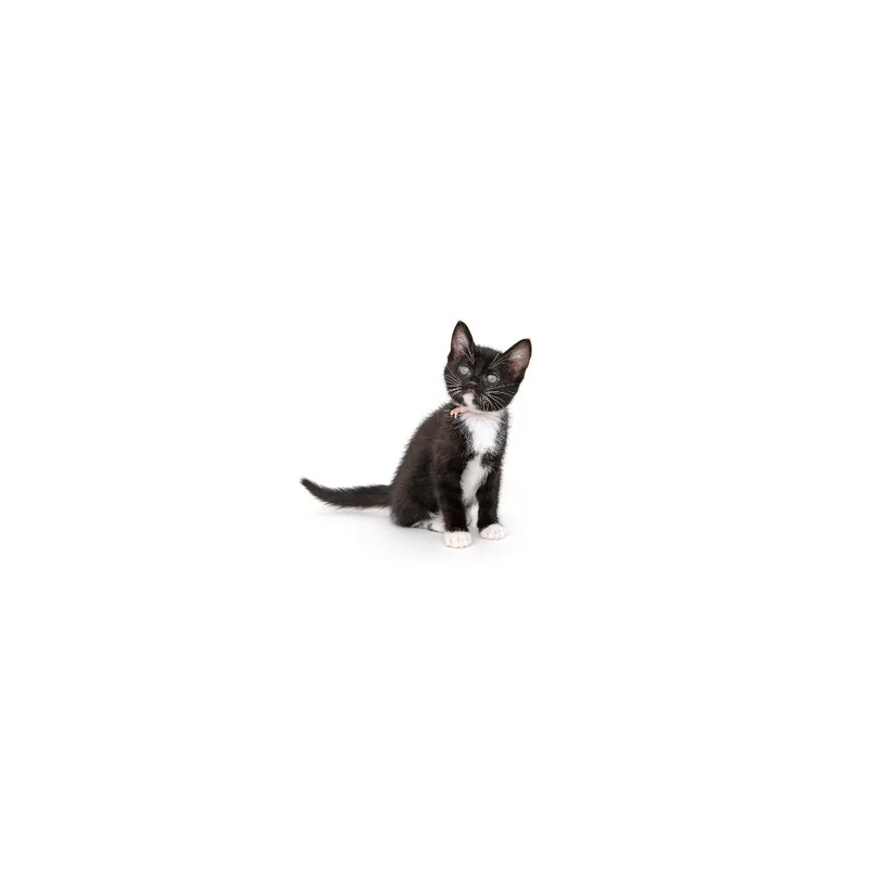 A baby small-sized female Black Domestic Short Hair cat named Icee for adoption in Playa Vista, CA