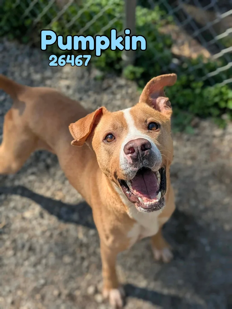 A young medium-sized male Golden Pit Bull Terrier dog named Pumpkin for adoption in Oak Ridge, TN