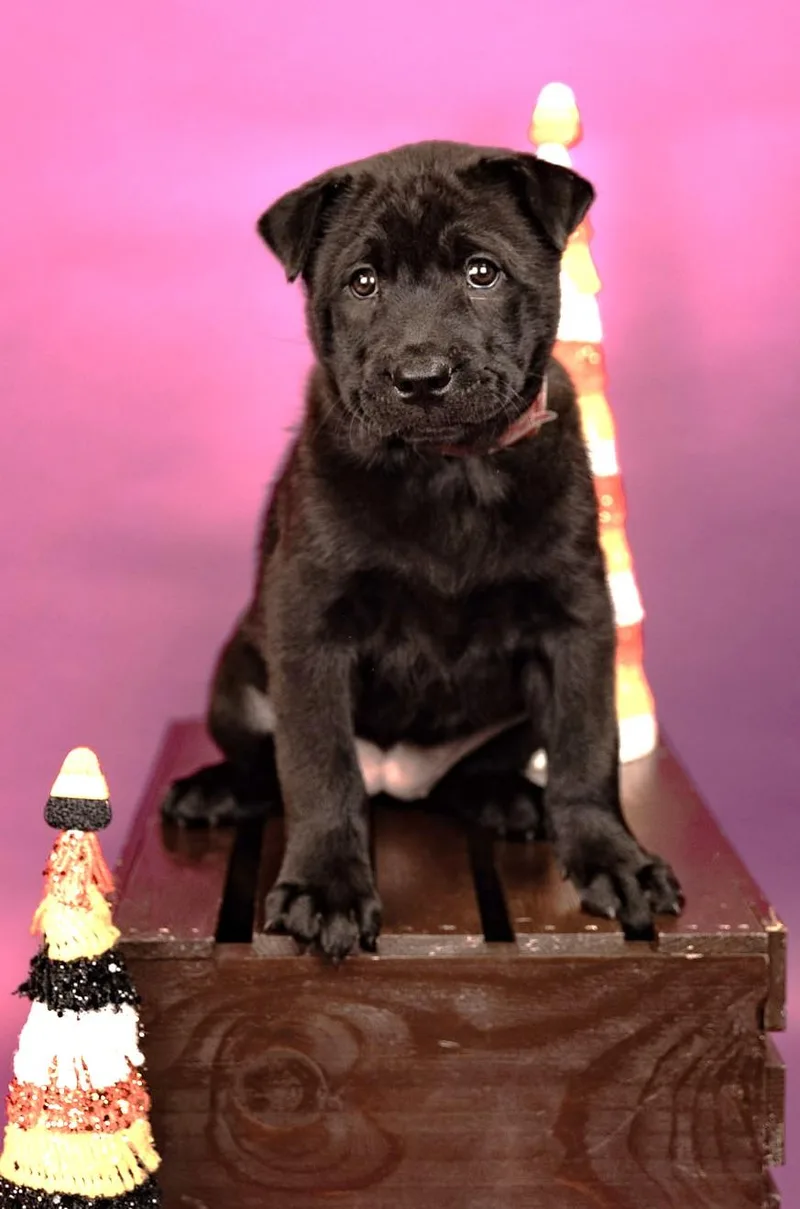 A baby large-sized female Chow Chow dog named 836-26 for adoption in Brighton, CO