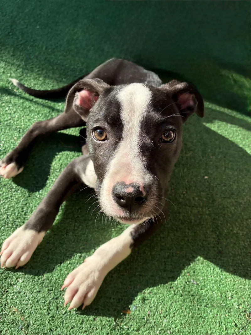 A baby medium-sized female Pit Bull Terrier dog named Ellie Joy for adoption in Germantown, OH