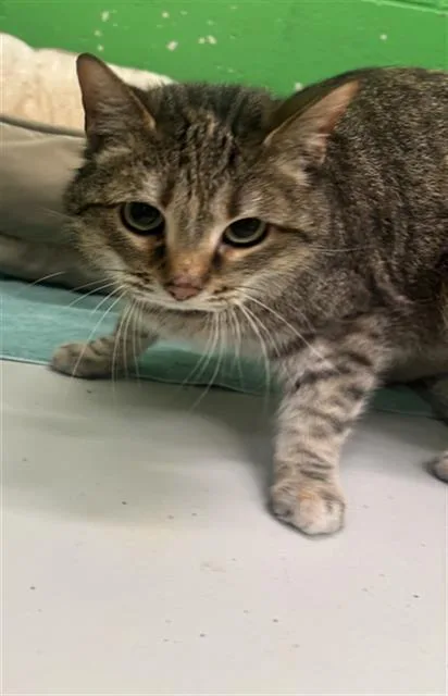 An adult medium-sized female Domestic Short Hair cat named Becky for adoption in Peoria, IL