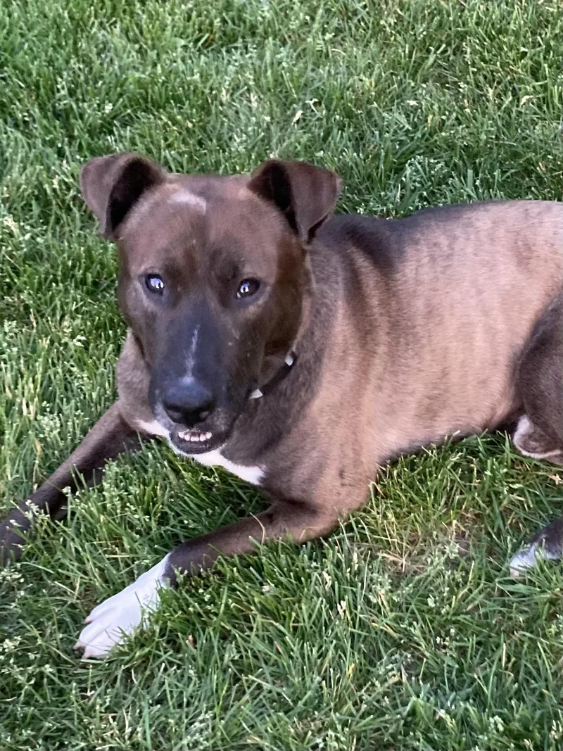 An adult medium-sized male German Shepherd Dog dog named Stewie for adoption in Pleasant Ridge, MI
