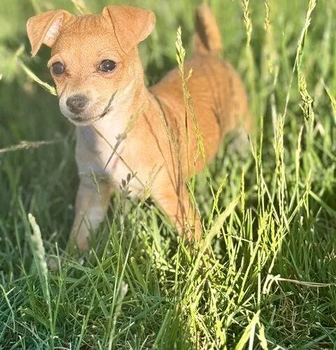 Mocha