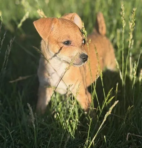 Mocha thumbnail 3