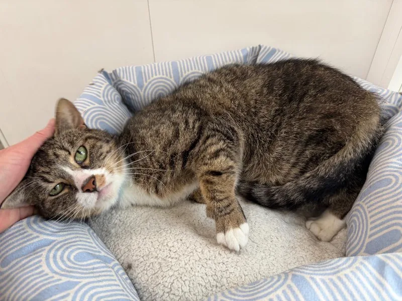 A young medium-sized male Domestic Short Hair cat named Piranha for adoption in Glenfield, NY