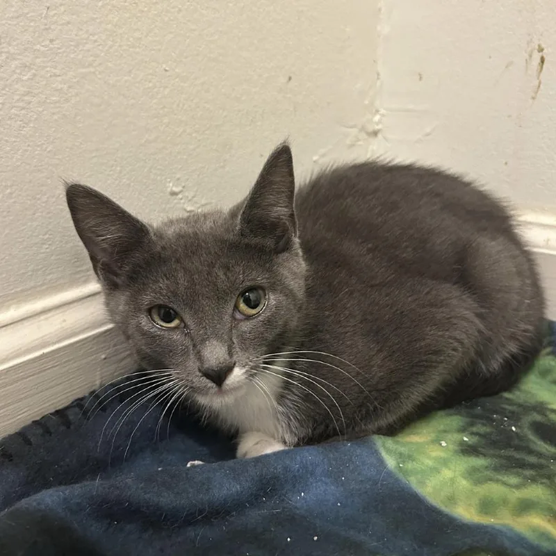 A baby small-sized female Gray / Blue / Silver Domestic Short Hair cat named Maisie for adoption in Philadelphia, PA