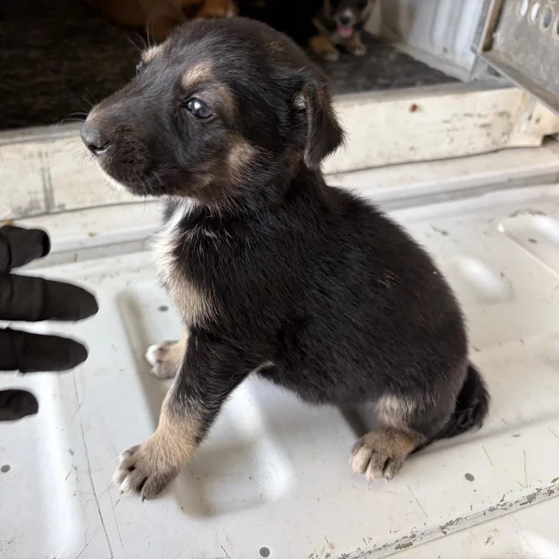 A baby small-sized female Black Shepherd dog named Jolene for adoption in Edinburg, TX