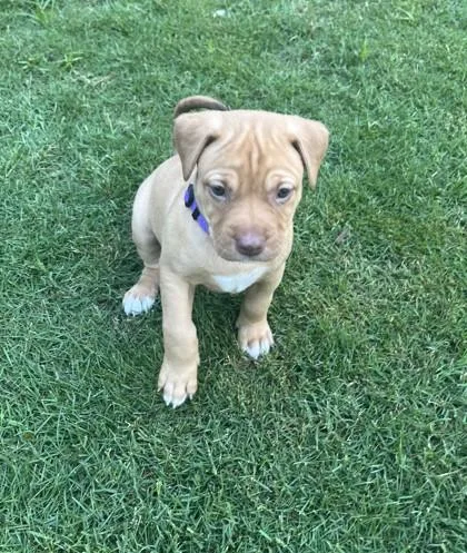 A baby small-sized female Shepherd dog named Reese for adoption in Cumming, GA