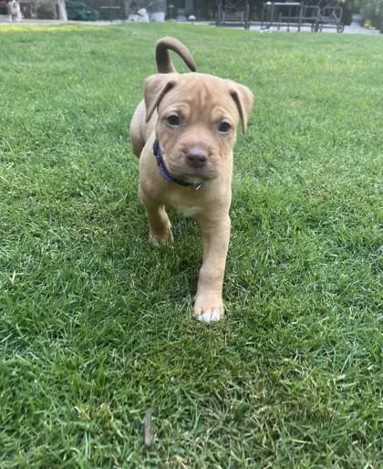 Reese thumbnail 2