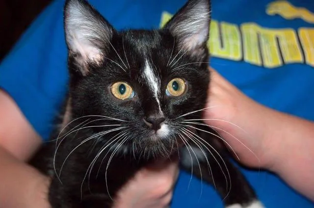 A senior medium-sized male Domestic Short Hair cat named Twix for adoption in Ballwin, MO