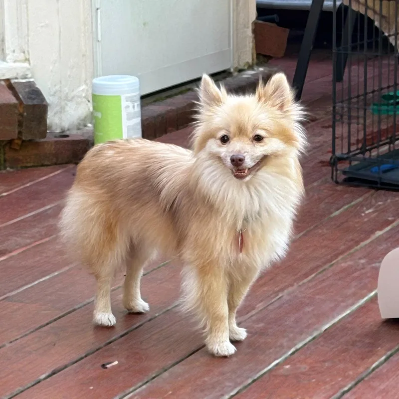 An adult small-sized female Pomeranian dog named Stella for adoption in Arlington, VA