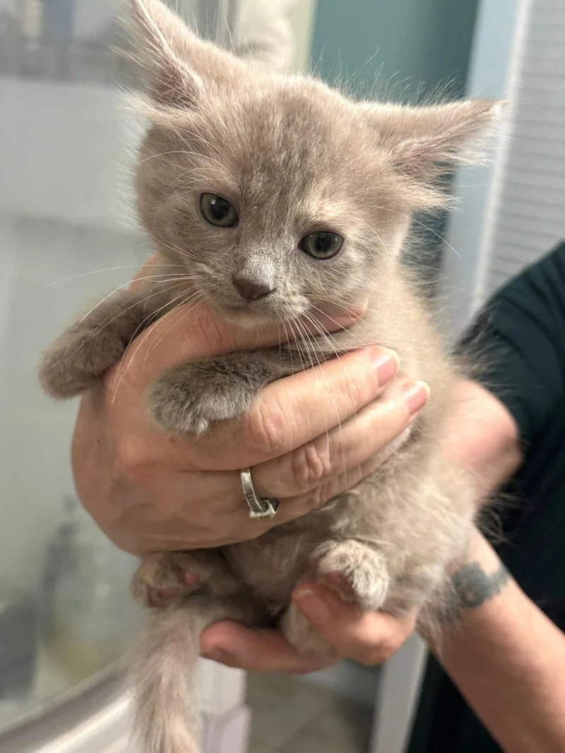 A baby small-sized female Gray / Blue / Silver Domestic Long Hair cat named Aurora for adoption in St. Cloud, FL