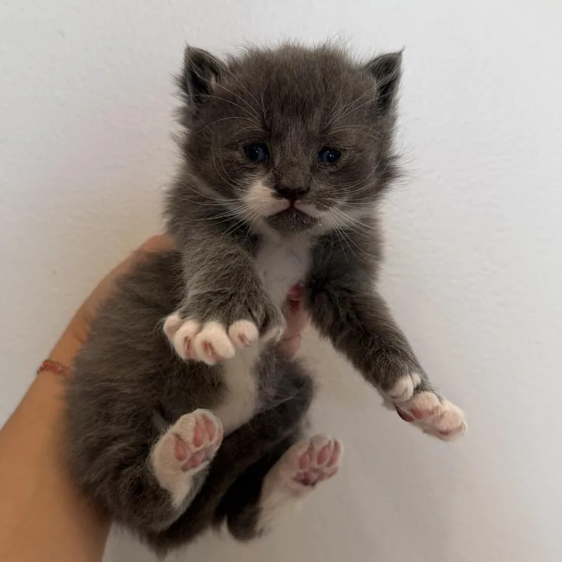 A baby medium-sized male Gray / Blue / Silver Domestic Long Hair cat named Ginger for adoption in Chattanooga, TN