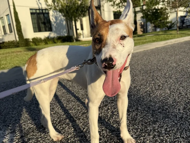 A baby medium-sized female Mixed Breed dog named Brie for adoption in tampa, FL
