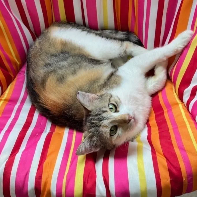 An adult small-sized female Calico Domestic Short Hair cat named Amelia for adoption in Goshen, IN