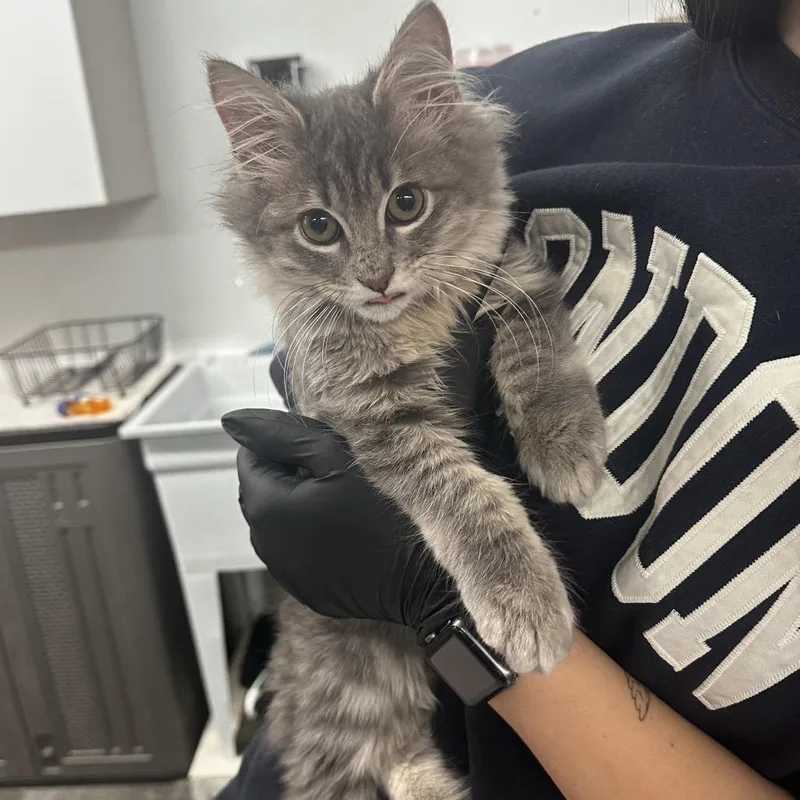 A baby small-sized male Gray / Blue / Silver Domestic Long Hair cat named Darwin for adoption in Manhattan, KS