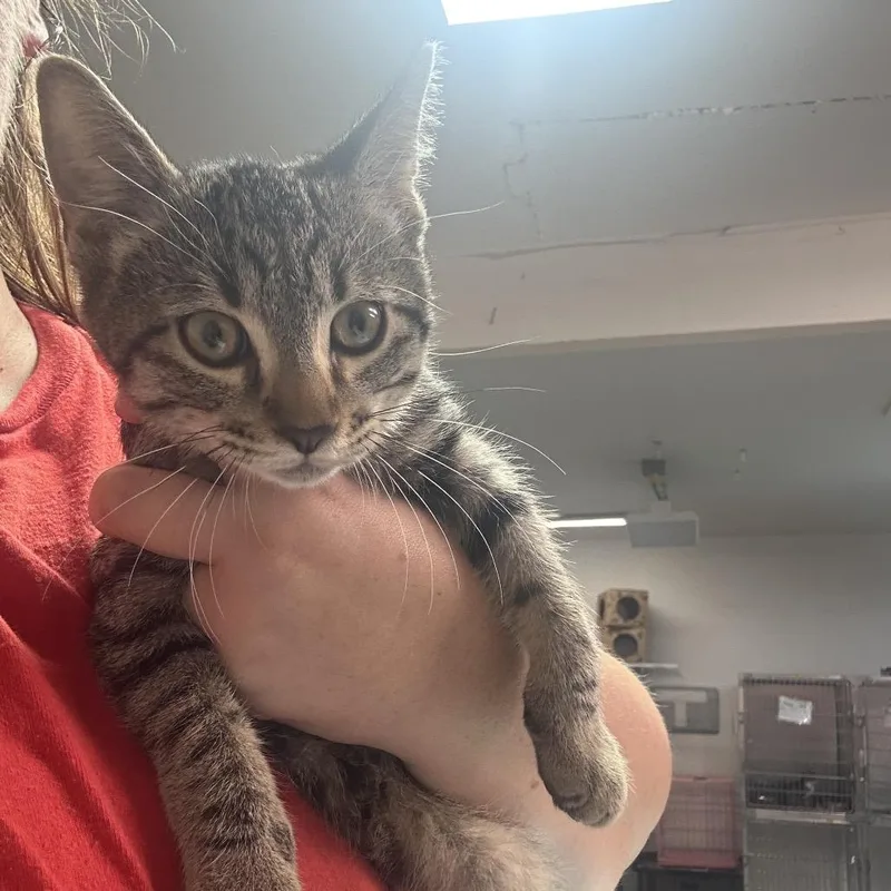A baby small-sized male Brown / Chocolate Domestic Short Hair cat named Rewind for adoption in Leander, TX
