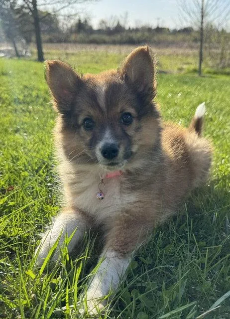 A baby medium-sized female Australian Shepherd dog named Krystal for adoption in North Prairie, WI