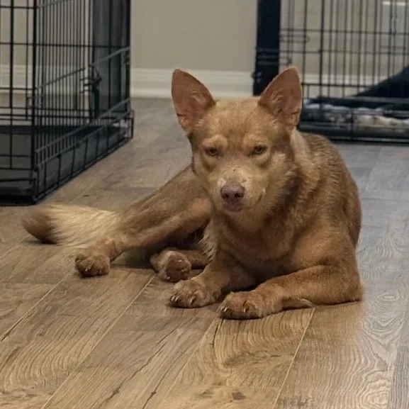 A young medium-sized male Golden Cattle Dog dog named Ringo for adoption in Houston, TX