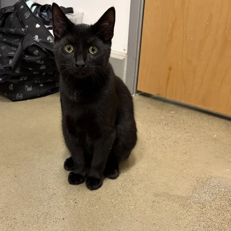 A baby medium-sized male Black Domestic Short Hair cat named Othello for adoption in Columbus , OH