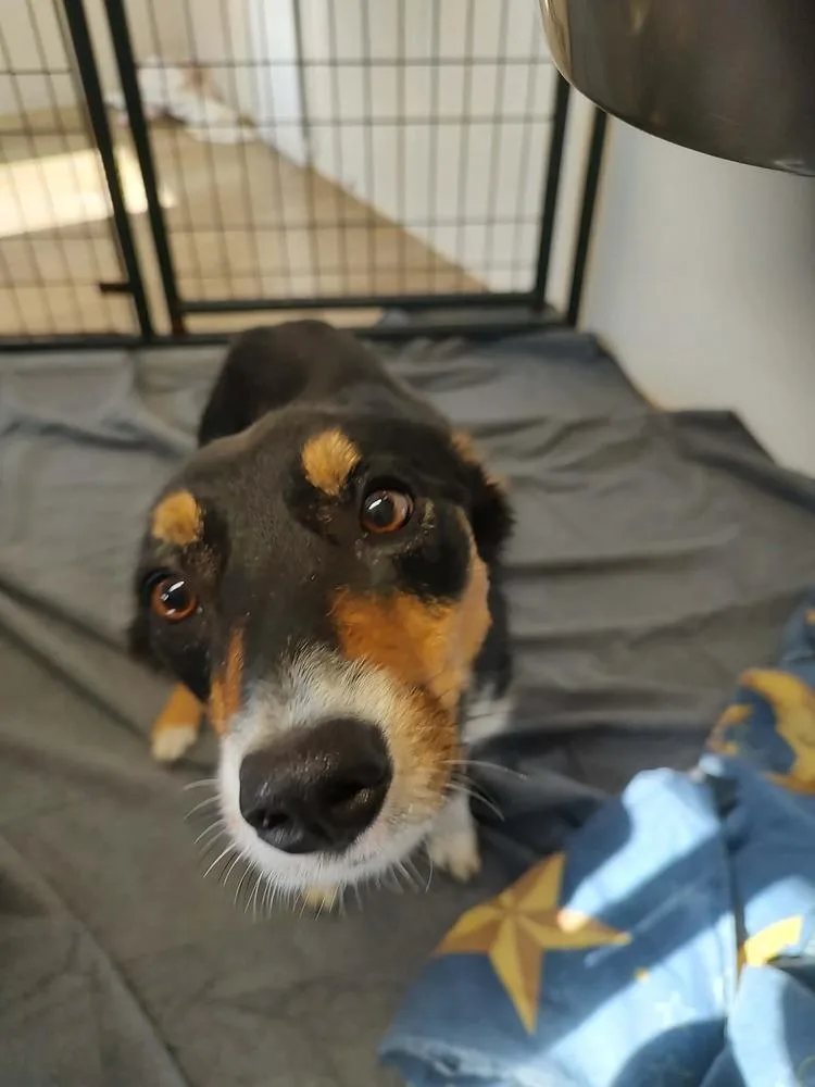 An adult medium-sized female Australian Shepherd dog named Pink Lady for adoption in Bolivar, MO