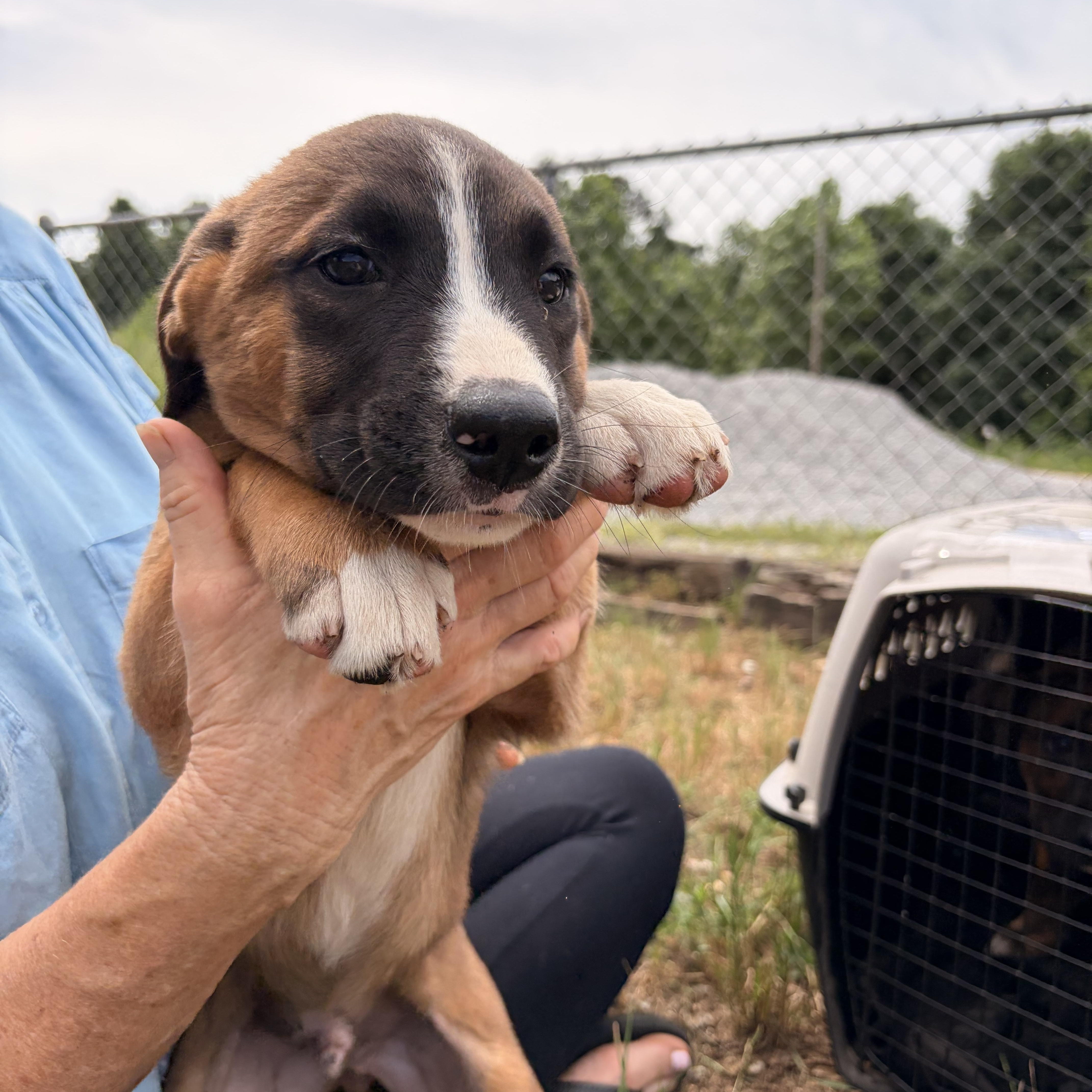 A baby medium-sized male Apricot / Beige Black Mouth Cur dog named Spartan for adoption in Melbourne, AR