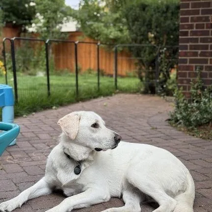 Nessa  Beautiful Pyranatolian thumbnail 2