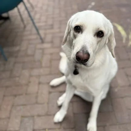 Nessa  Beautiful Pyranatolian thumbnail 3