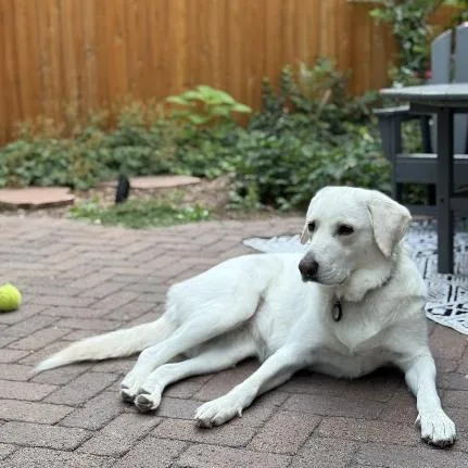 Nessa  Beautiful Pyranatolian thumbnail 4