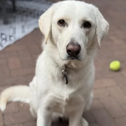 Nessa  Beautiful Pyranatolian