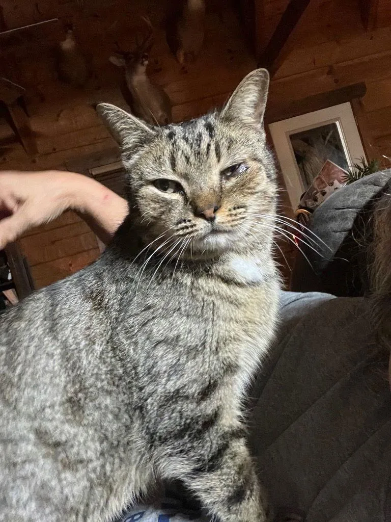 Little Joe thumbnail 2