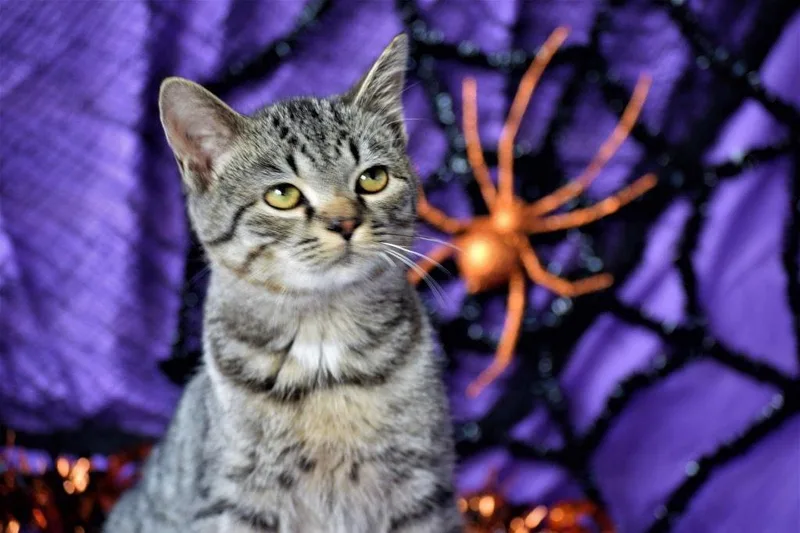 Little Joe thumbnail 3