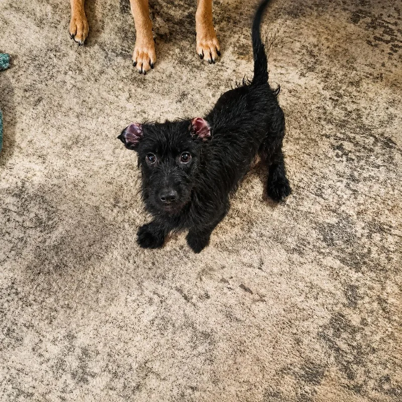 A baby medium-sized female Black Terrier dog named Tiffany for adoption in Uxbridge, MA