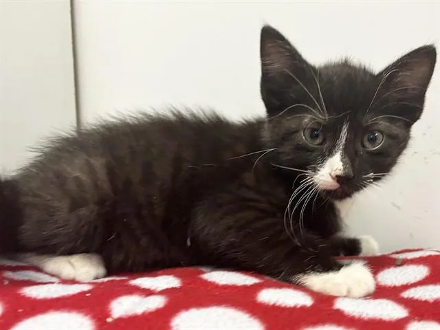 A baby small-sized male Domestic Short Hair cat named Kory for adoption in Sacramento, CA