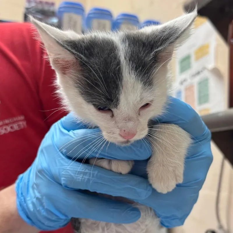 A baby small-sized male White Domestic Short Hair cat named Jelly for adoption in Birmingham, AL