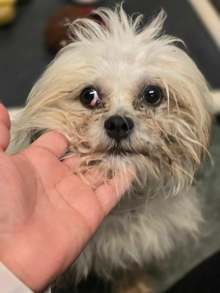 Woofy