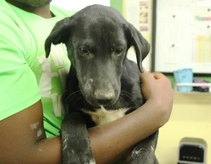 A baby medium-sized male Catahoula Leopard Dog dog named Hooligan for adoption in Picayune, MS