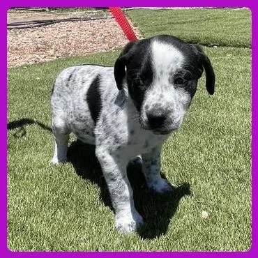 A baby small-sized female Gray / Blue / Silver Labrador Retriever dog named Uni for adoption in Prescott, AZ