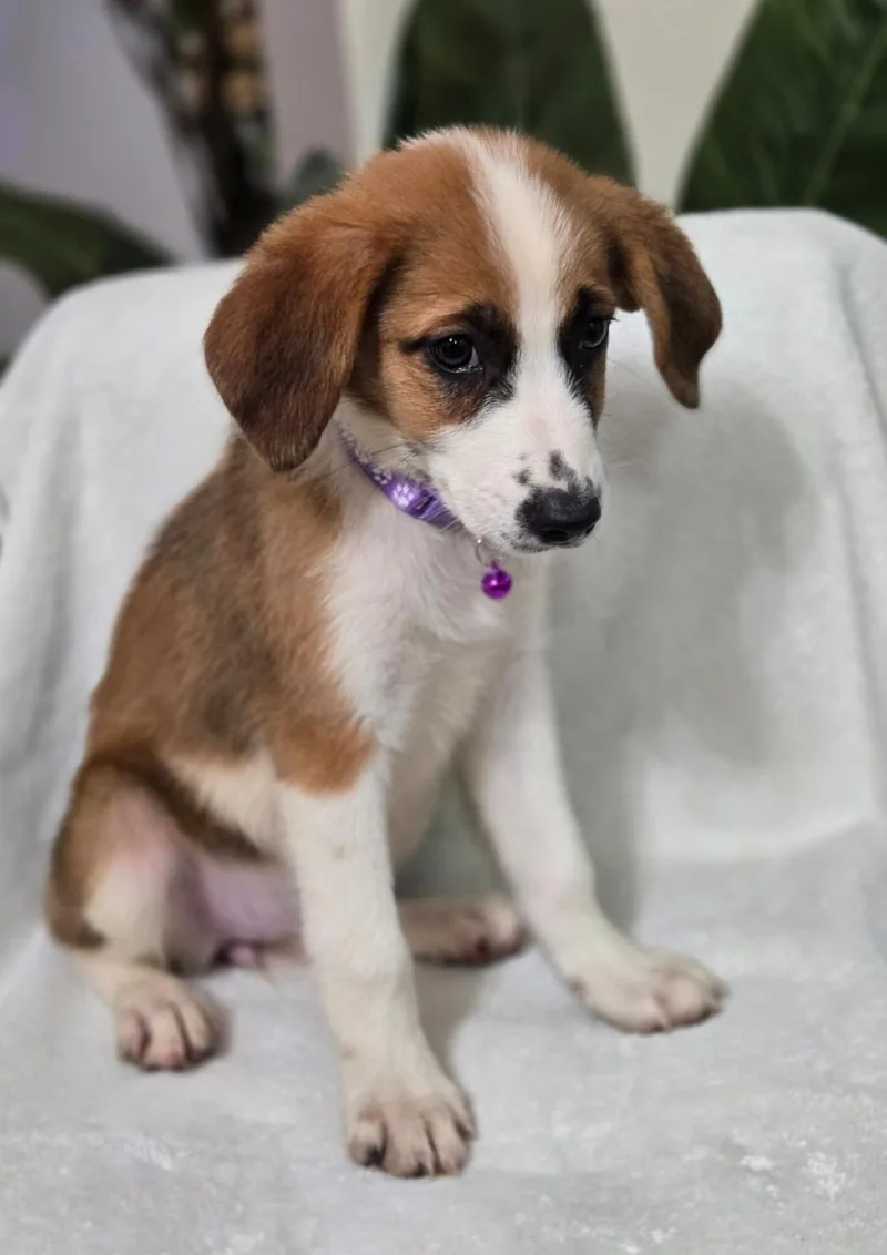 A baby large-sized female Collie dog named Pancake for adoption in Orlando, FL